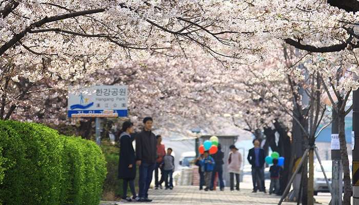 Festival des fleurs de printemps de Yeouido à Yeongdeungpo