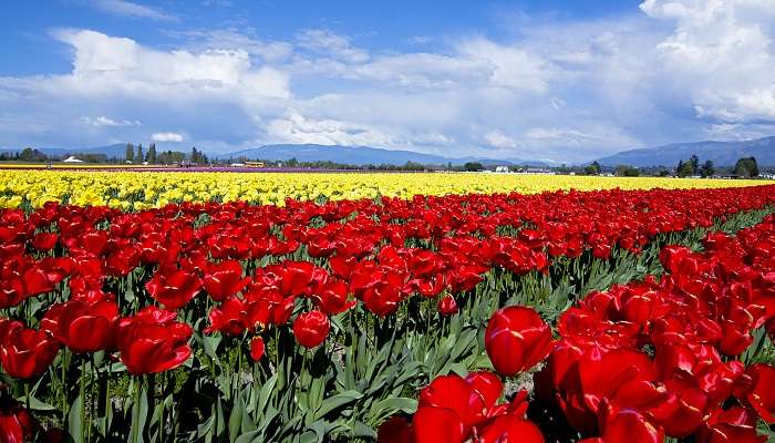 Festival des tulipes d'Everland