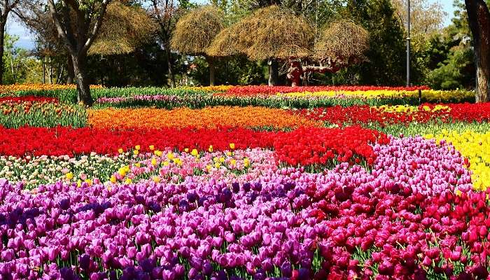 Festival des tulipes de Taean