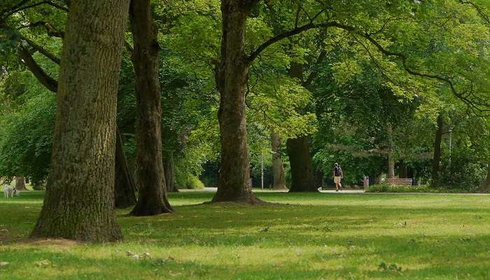 Trees in Park