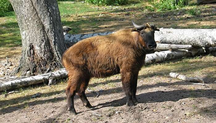 Le zoo d'Helsinki