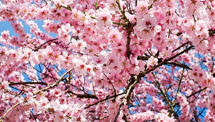 Marathon des cerisiers en fleurs de Gyeongju