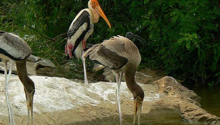 A Wonderful view of Ranganathittu Bird Sanctuary