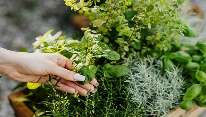 Herbal Garden in Udupi