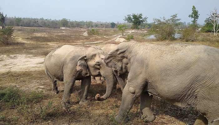 Sanctuaires d'éléphants