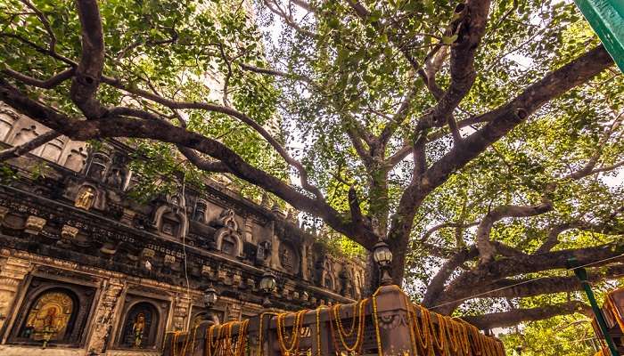 The sacred bodhi tree 