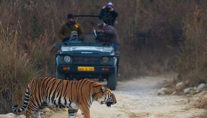 A tiger in the Birjani zone 