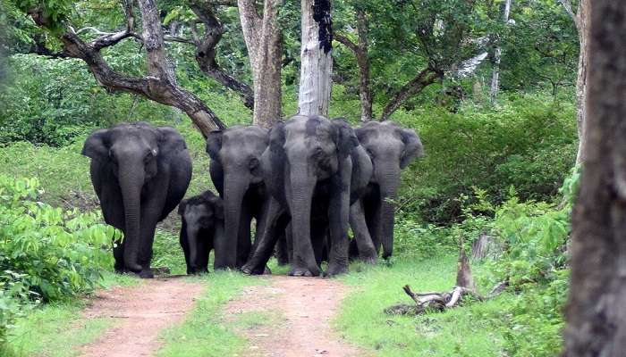 Bandipur national park to witness the elephants.