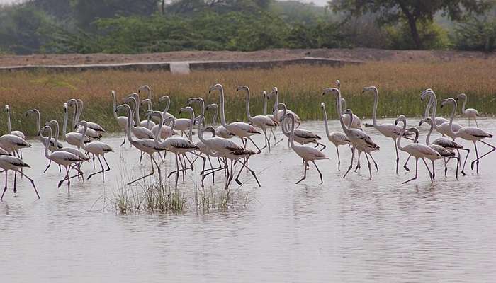take the safari in Bishnoi village in Jodhpur.