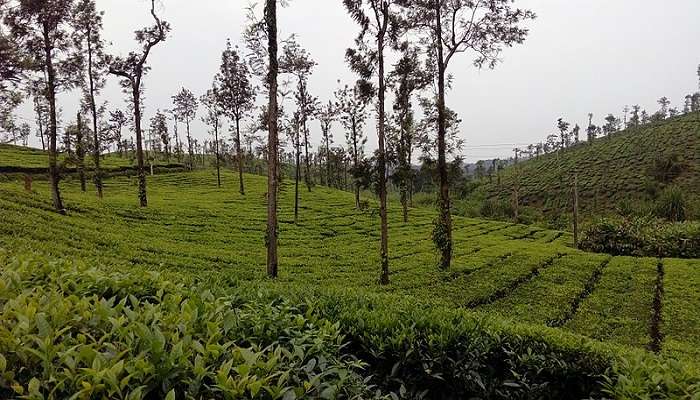 Coffee Plantation in Coorg