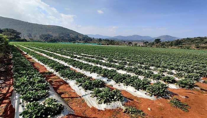 Strawberry farm in Lambasingi