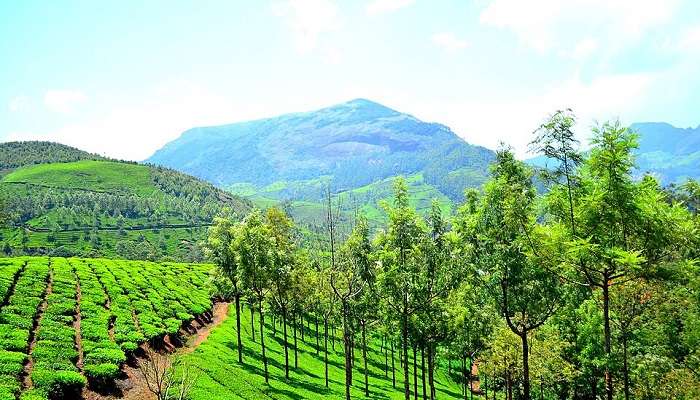 Munnar is one of the best places to visit in South India in April 