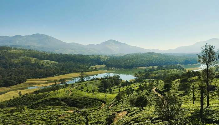 Lush greenery of Munnar