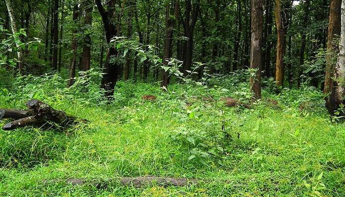 Nagarhole national park is the top places to visit in Karnataka during december