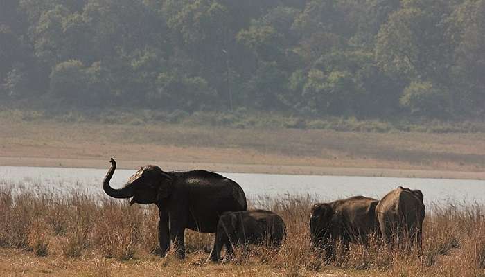 One of the beautiful sites to visit in Jim Corbett 