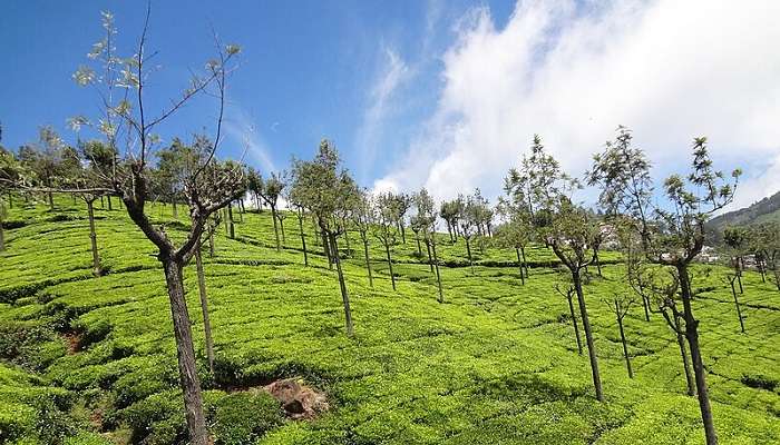 The view of tea garden in Ooty