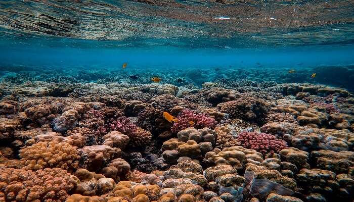 Coral reefs in turquoise waters.