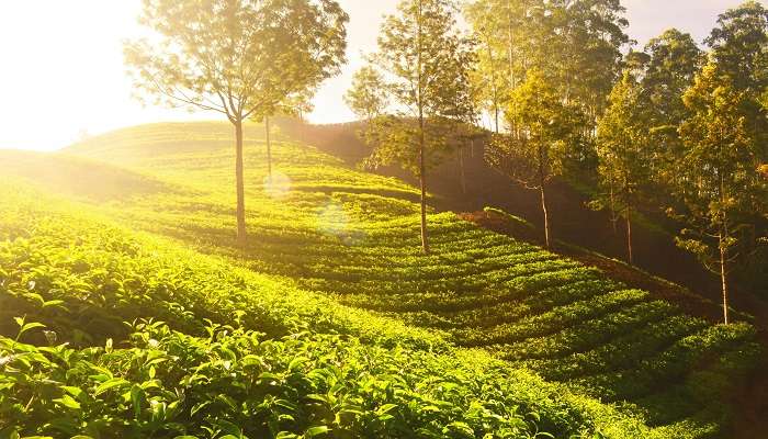 Munnar is one of the best places to visit in South India.