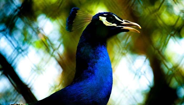 Bannerghatta Biological Park