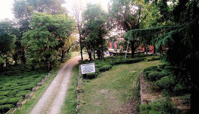 Witness the tea factory in Bir Billing.