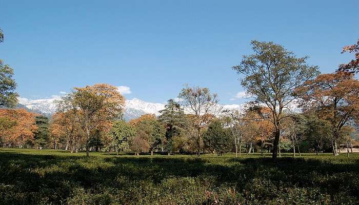 There are tea estates in Palampur, considered among the top places to visit in Bir Billing