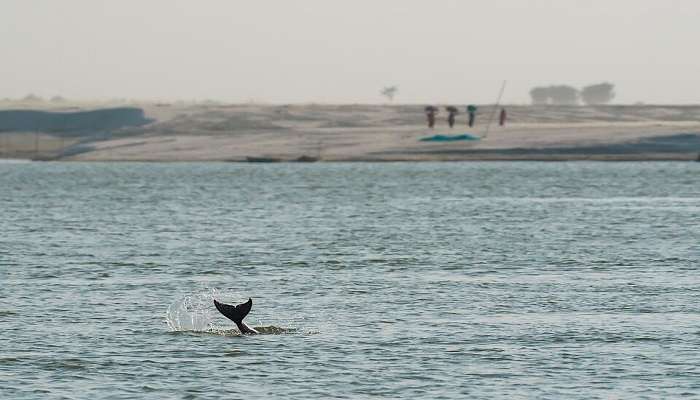 Endangered Gangetic Dolphins are found here.