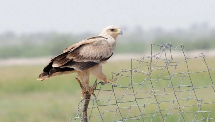 Bird spotting in tal Chappar Wildlife Sanctuary