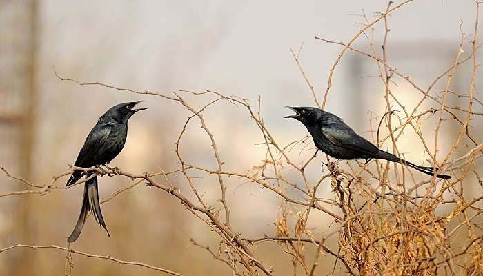 अरावली जैव विविधता पार्क गुड़गांव के कंक्रीट जंगल के बीच हरियाली का एक द्वीप है, जो भागदौड़ भरी दिनचर्या से राहत प्रदान करता हैं। 692 एकड़ में फैला यह पार्क अरावली के वनस्पतियों और जीवों के संरक्षण के लिए समर्पित है, जो दुनिया की सबसे पुरानी पर्वत प्रणालियों में से एक है।