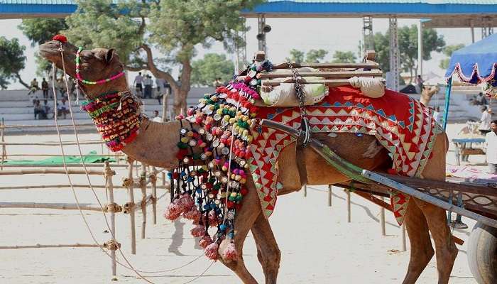 यह प्रसिद्ध मेला पुष्कर झील के किनारे लगता है और हर साल पुष्कर पर्यटन द्वारा इसका आयोजन किया जाता है।