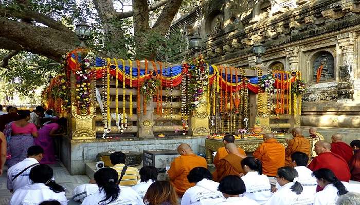 बोधि वृक्ष एक विशाल पवित्र वृक्ष है जो अपनी पवित्रता के लिए जाना जाता है। इसे मूल बोधि वृक्ष का प्रत्यक्ष वंशज माना जाता है।