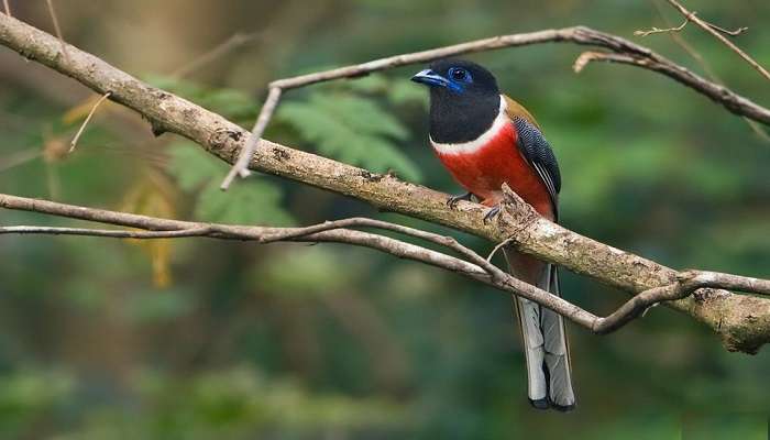 कर्नाल पक्षी अभयारण्य महाराष्ट्र के रायगढ़ जिले में स्थित एक प्रसिद्ध वन्यजीव अभयारण्य हैं।