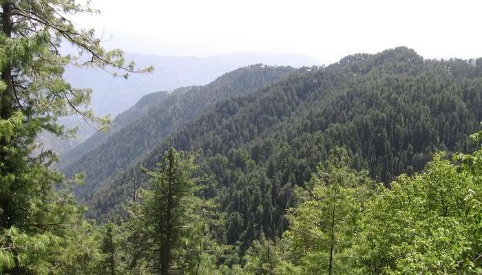 चौबटिया गार्डन - विशाल फलों का बगीचा