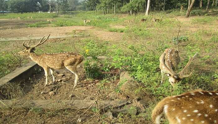 डियर पार्क हरियाली से भरपूर बच्चों के लिए एक बेहतरीन पिकनिक स्पॉट हैं। यह पार्क बच्चों को प्राकृतिक वातावरण में वन्यजीवों को नजदीक से जानने का मौका देता हैं।