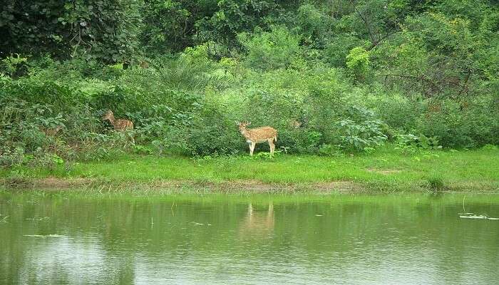 ऊपरी झील से कुछ ही दूरी पर वन विहार राष्ट्रीय उद्यान स्थित हैं।