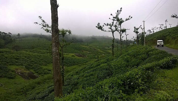 नेल्लियमपथी