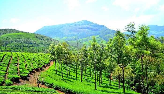 प्रकृति और पहाड़ मुन्नार वायनाड वागामोन