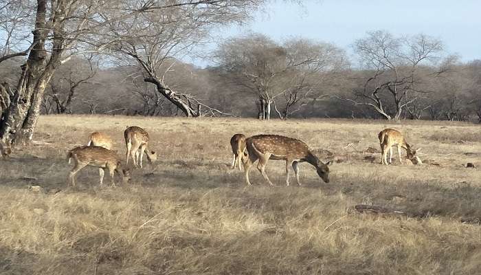 रणथंभौर नेशनल पार्क
