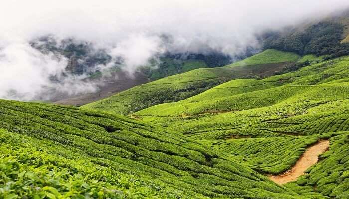 Cameron Highlands