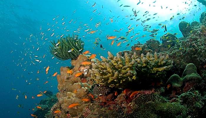 Activities, Things to Do & Shopping in andaman vs lakshadweep