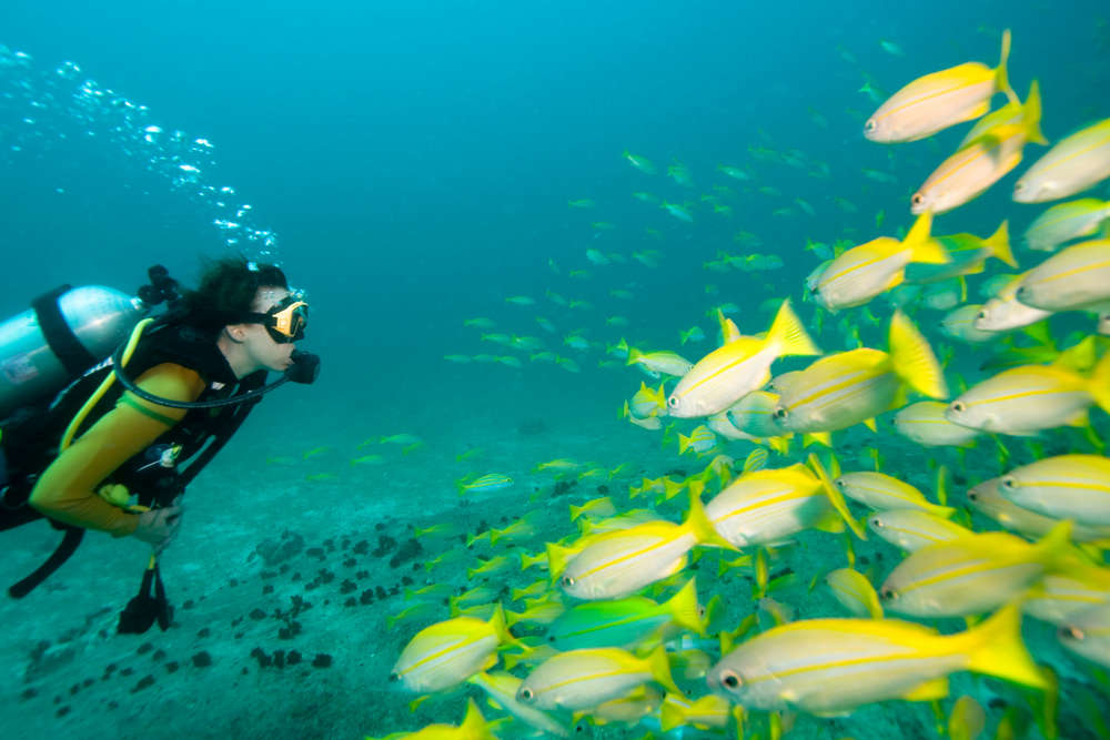 Best Time for Scuba Diving in Andaman