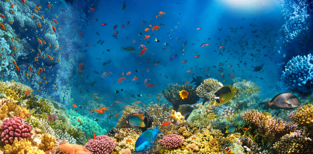 Underwater,World