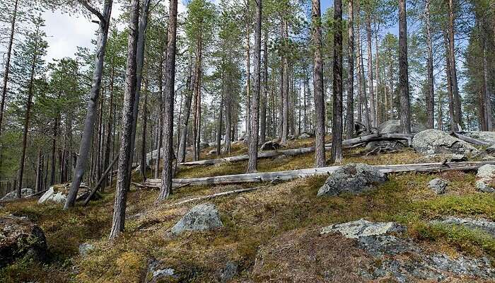 Sweden's National Parks