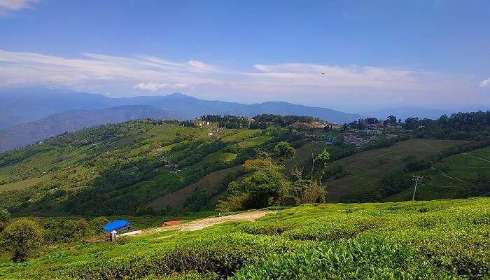Darjeeling Visiting in July?
