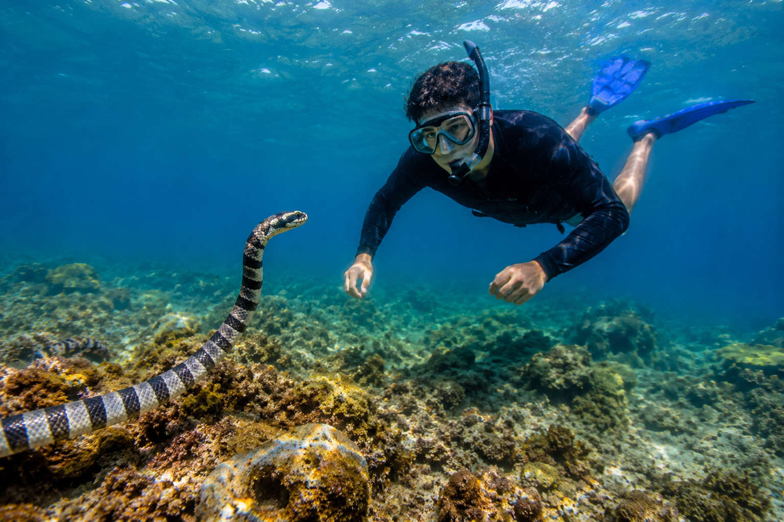 Snorkel Or Scuba At Snake Island — Which Should You Pick?