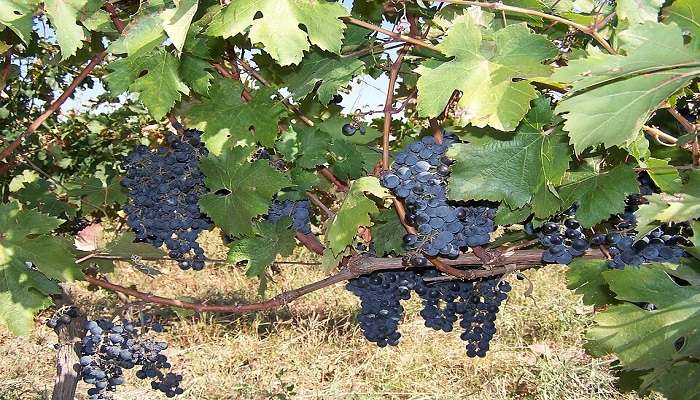Rtveli – Georgia's Traditional Grape Harvest