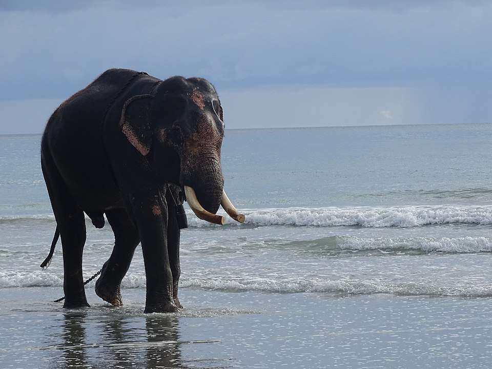 elephant at andaman