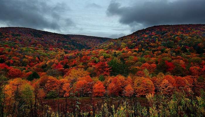 Peak Autumn Foliage