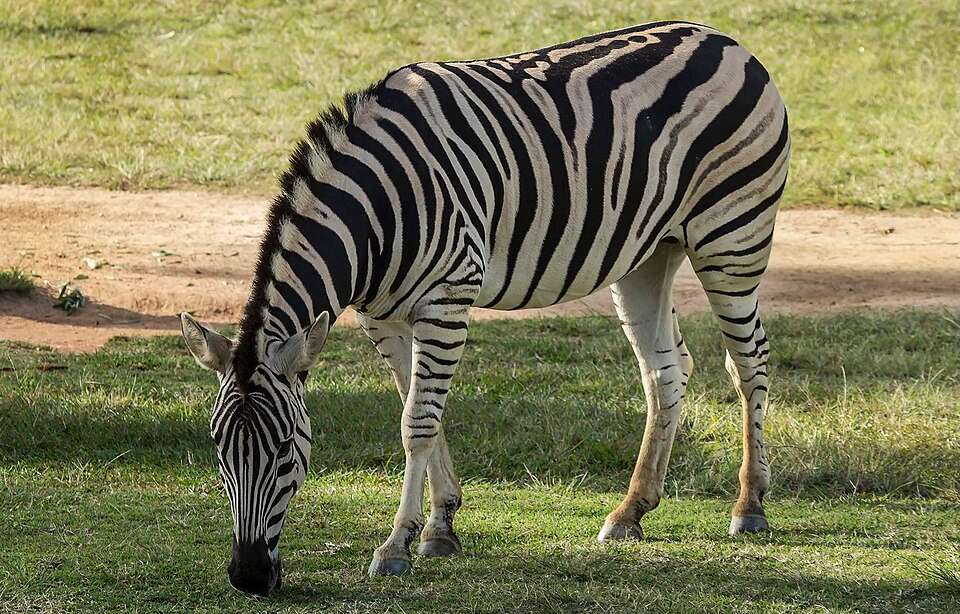 Wildlife In Australia